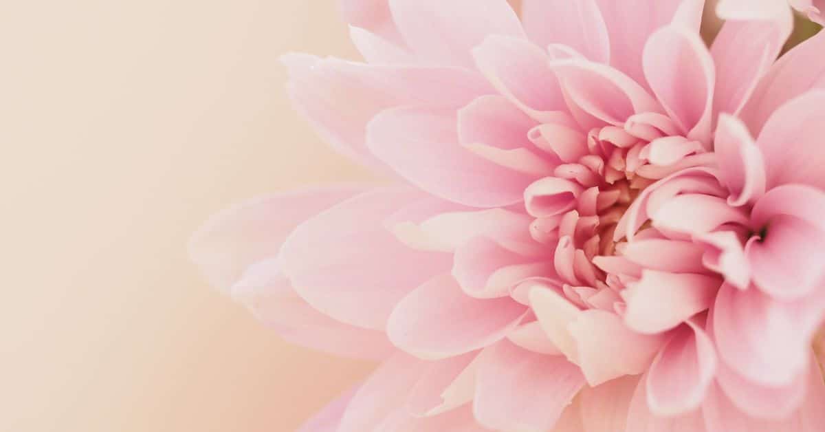 A large flower blossoms