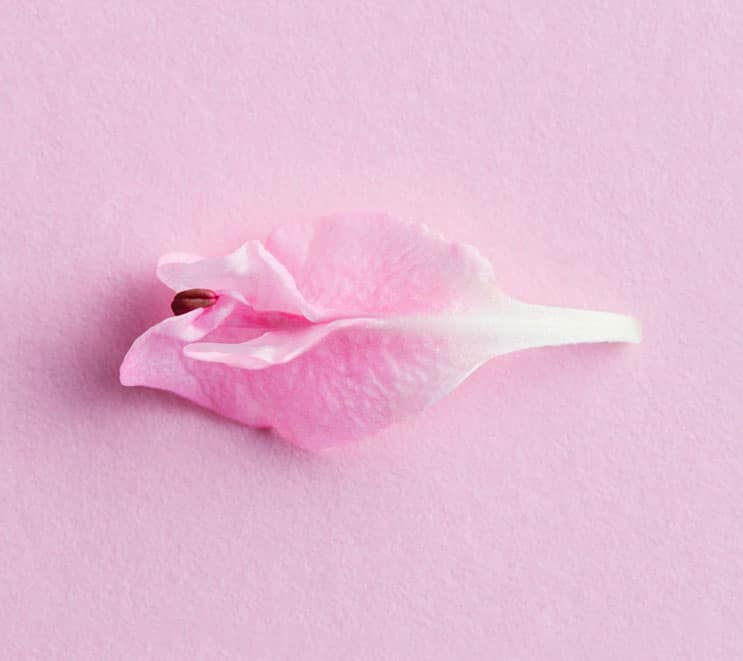 Pink petal of flower, labial wing lift in salt lake city