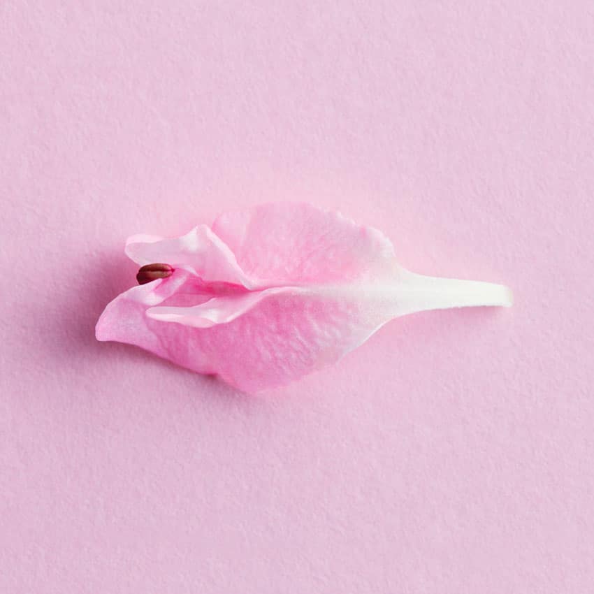 Pink petal of flower, vampire wing lift in salt lake city