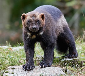 wolverine, stem cell IV therapy in Salt Lake City